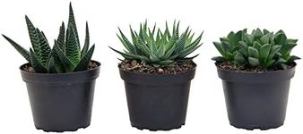 Costa Farms Premium Live Haworthia Succulent Plant, 3 Pack Grower Choice Assortment in 4" Grower Pot