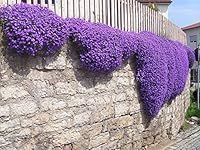 250 Aubrieta Seeds - Cascade Purple Flower Seeds, Perennial, Deer Resistant !