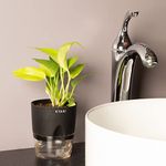 KYARI Golden Money Indoor Plants for Living Room | Live Plants | Plants with Black Self Watering Pot for Home | Air purifier plants | Plants for Home Decor | Plants for Garden & bedroom