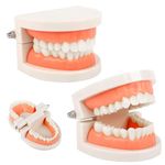 Teeth Model – PVC Dental Teaching Study on Demonstration Standard Model Environment to Teach Children Brushing Education (Size 14 x 7.5 x 6.5 cm)