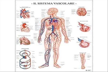 Il Sistema vascolare