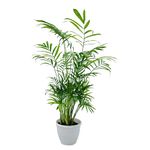 Hug A Plant | Parlour Palm | Bamboo palm | Chamaedorea Palm (Chamaedorea seifrizii) - Live Plant For Indoor (Home & Garden)