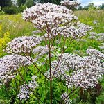 Outsidepride 10000 Seeds Perennial Valerian Herb Garden Seeds for Planting