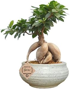Abana Homes Ginseng Grafted Ficus Indoor Real Bonsai Live Plants for Home with Pot - 6 Year Old