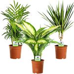 Indoor Plant Mix - 3 Plants - House/Office Live Potted Pot Plant Tree (Mix B - Dieffenbachia Camilla, Chamaedorea Elegans & Dracaena Marginata)