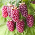 Plant Theory Loganberry Thornfree Fruit Bush Ribes Fruiting Berry Shrub Plant 3L Pot