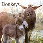 Donkeys Ca