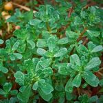 Purslane G