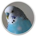 Vinyl Stickers (Set of 2) 7.5cm - Blue Budgie Bird Birds #14623