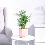 Ugaoo Air Purifying Bamboo Palm Live Plant with Grail Ceramic Pot (Peach, Medium)