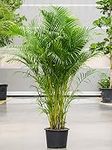 Air Purifying houseplant- pet Safe Plant - Gold Fruit Palm - Dypsis lutescens Areca Palm Indoor House Plant Tree in 17cm Pot 70-80cm Height