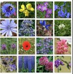 Pure Meadow Wild Flower Butterfly &