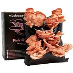 Urban Farm-It Mushroom Growing Kit (XL Pink Oyster) | Gardening Gifts for Women, Men & Kids | with Voucher to Claim Living Spawn Separately for Better Yield | Fun, Easy to Use & Delicious to Eat