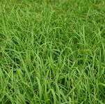 Fescue Grass Seed