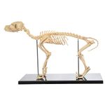 UIGJIOG Canine Skeleton Bone Model Anatomical Model Dogs Animal Anatomy Teaching Model Dog Skeleton Anatomical for Human Biology Veterinary Demonstration Tool Advanced PVC