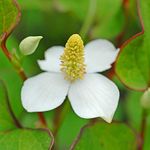 Potted Hardy Garden Plant Houttuynia, White Flowers in Summer, Ground Cover Plants, Easy to Grow, Plants for Shade, 1 x Houttuynia Cordata in a 9cm Pot by Thompson & Morgan