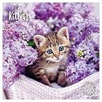 2024 Kittens Monthly Wall Calendar by Bright Day, 12 x 12 Inch Cute Cat Breed Gift