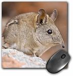 3dRose mp_76285_1 8 x 8-Inch Cape E