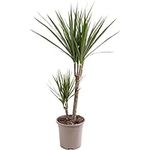 Dragon Tree Large Indoor House Plant Real Evergreen Tall Exotic Big Rare Plants (70-80cm (Incl. Pot))