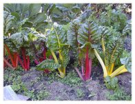 PREMIER SEEDS DIRECT - SWISS CHARD - RAINBOW MIX - 75 SEEDS - ORGANIC