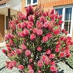 You Garden - Callistemon Bottlebrush Plant, 30cm Tall, Exotic Patio Plant for UK Gardens - Bottle Brush Plants, Outdoor Garden Ready, Semi Hardy Shrubs