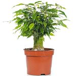 Ficus benjamina Green Kinky Weeping Fig Live Indoor Houseplant in 14cm Pot