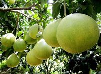 The Gifti Pomelo Jambura Or kambili Naranga Tree Or Batabi Lemon 1 Live Fruit Plants in Nursery Grow Bags