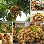 Green view Sweet Longan Fruit Plant Air layered/Grafted Dragon Eye Fruit/Aish Plant Ash Hybrid Green| 1 Healthy live plant in grow bag|Fruit comes after 1 Year| All India Weather suitable