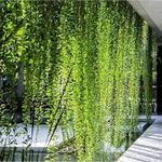 Purely Plants Live Curtain Creeper, Parda Bel, Vernonia Creeper, Climber Creeper, Wall Creeper Evergreen House Vine for Decoration, Creepers and Climbers Plant with Black Plastic Pot