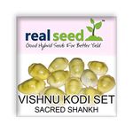 Real Seed Lakshmi Peeli/Yellow Kawri Kodi Peeli Cowrie Sea Shell | Laxmi and Diwali Pooja Article Kaudi Shells (Natural Yellow) - Set of 11