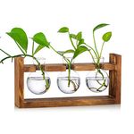 Propagation Station 3 Pcs Bulb Vase Glass Sweet Pea Vase for Flowers Terrarium Jar Planter with Wooden Rack Stand Holders for Green Water Plants Fit for Home Kitchen Table Desk Indoor Decor