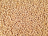 Organic SOYA Beans- 24.948lb