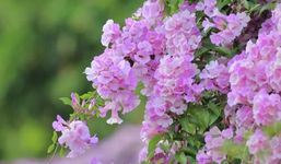 Garlic Vine Mansoa Alliacea Flower Plant (Pack Of 1)