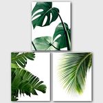 Monstera, Banana, Palm Leaves, Set Of 3 Tropical Prints, 8 x 10 Inches, Unframed