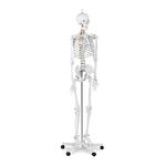 Physa Human Skeleton Model Anatomical Model Educational Life-Sized Musculoskeletal System Spinal Blood Vessels PHY-SK-1 (1:1 Scale, 176 cm, Plastic, Stainless Steel, With Poster and Dust Cover)