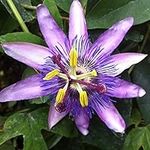 Passiflora (Passion Flower) Lavender Lady Hardy Perennial Easy to Grow Your Own Sun Loving Garden Flowering 1x 9cm Potted Plant by Thompson & Morgan