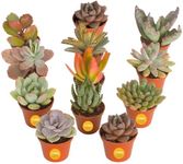Costa Farms Live Succulent Plants (