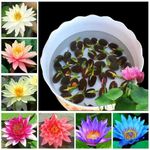 Japanese Rainbow Lotus Flower Seeds,Dwarf Rainbow Lotus Flower Seed, Lotus Seeds for Home Garden Flower Seeds Flower Seeds for Garden Plant Seeds (Pack of 30)