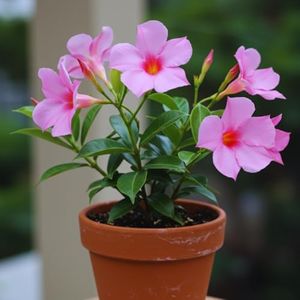 2 Pink Mandevilla Plants Live, Mandevilla Live Plant from 4 to 7 Inc Long, Mandevilla Vine Plant, Mandevilla Shrub Plant Live