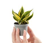 Baby Birds Nest Snake Plant - Sansevieria Golden Hahnii Small Potted Houseplant Gift for Indoor Home Office Kitchen Living Room