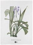 Maxwell & Williams Royal Botanic Gardens Australian Orchids Tea Towel 50x70cm Lilac