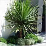 [x2] Cordyline 'Australis' Cabbage 