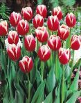 GARTHWAITE NURSERIES® : - UK Stockist : - 50 Lucky Strike Triumph Tulip Bulbs Red/Cream Stunning Bi-Colour Perennial