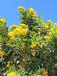 Yellow Flowering Allamanda Bush | 3