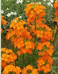 Radha Krishna Agriculture® Imported Wallflower Flower Seeds For Gardening (80-100 Seeds)