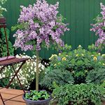 Lilac Dwarf Standard Tree Scented Purple Flowers Hardy Shrub Outdoor Garden Plants Syringa meyeri ‘Palibin’ Large Standard Fragrant Mini Tree 2X 2L Potted Plant by Thompson & Morgan (2)