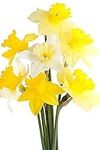 Daffodil Spring Bulbs - 'Mixed Selection' - 12 x Large Bulb Pack - Daffodil Bulbs - Daffodils - Garden Ready + Ready to Plant - Premium Quality Bulbs