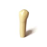 Frasaco Replacement AG-3 Typodont Practice Teeth for Dental Manikin ORE/LDS exams (Pack of 10, Tooth # 15)