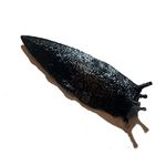 Sneaky Magnetic Black Slug Geocache Nano Tube Container - Ready to Hide