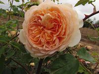 Bathsheba - 5.5lt Potted David Austin English Climbing Garden Rose - Peach/Apricot, Fragrant Blooms